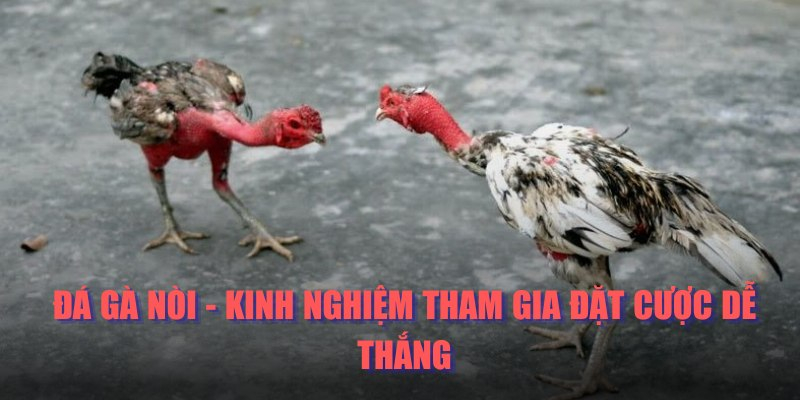 Chia sẻ những kinh nghiệm cá cược đá gà nòi dễ thắng