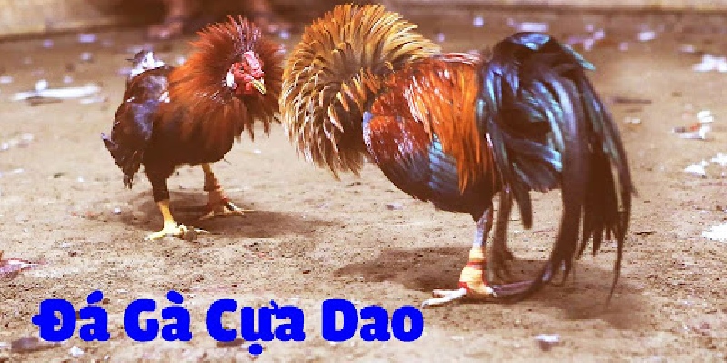 Khám phá luật chơi đá gà cựa dao