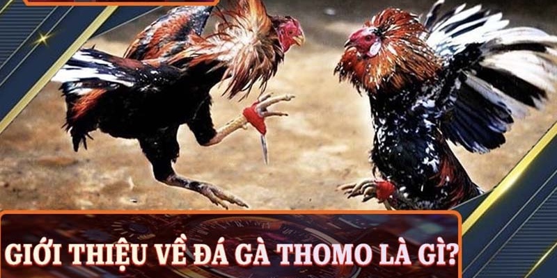 Tìm hiểu đôi nét cơ bản về đá gà Thomo